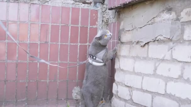 Hostess Walks a Grey British Domestic Cat on a Leash. — 图库视频影像