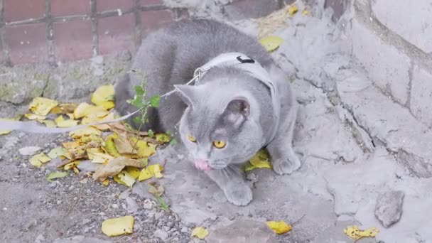 Gospodyni Walking of a Gray British Cat na smyczy na zewnątrz. 4K. Zwolniony ruch — Wideo stockowe