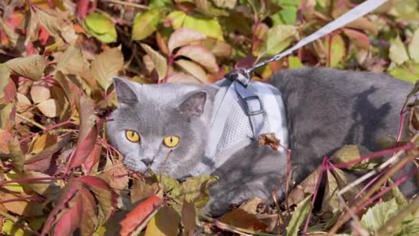 A Hostess Walking of a Gray British Cat on a Leash on Outdoor. 4K. Fechar — Vídeo de Stock