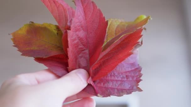 A Female Hand with Red Autumn Leaves Reaches for the Sunlight. 4K. Slow motion — Stock Video