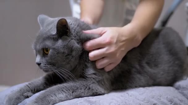 Un veterinario examina las orejas, el pelo de gato para la presencia de parásitos, pulgas. 4K — Vídeos de Stock