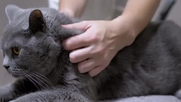Un veterinario examina las orejas, el pelo de gato para la presencia de parásitos, pulgas. Zoom: — Vídeos de Stock