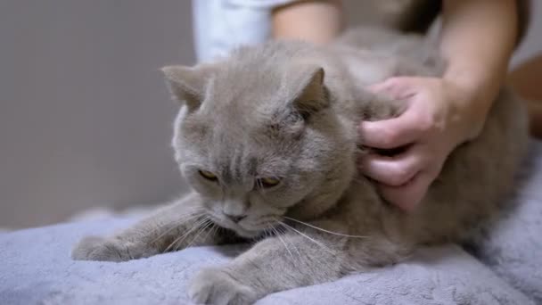 Mãos Femininas Massageie um Gato Britânico Cinzento no Quarto no Sofá. 4K. Fechar — Vídeo de Stock