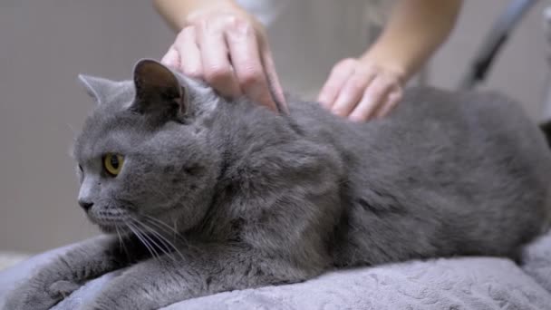 Ένας βετεράνος εξετάζει αυτιά, μαλλιά της γάτας για την παρουσία των Παράσιτων, Fleas. Εστίαση — Αρχείο Βίντεο