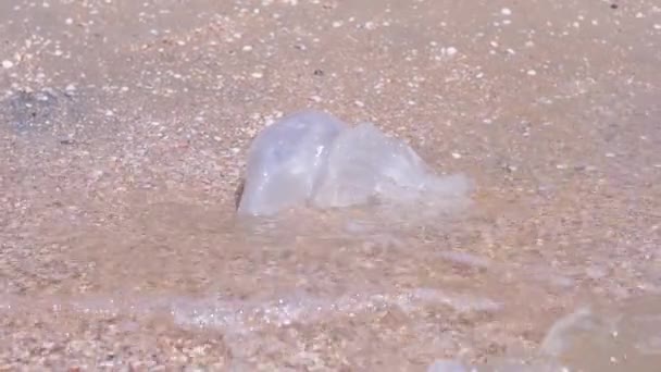 O meduză, aruncată pe un țărm de nisip, este spălată de valuri de mare. Close up — Videoclip de stoc