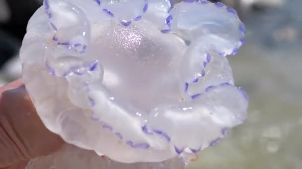 Male Hands are Holding a Huge Sea Jellyfish. Close up. Slow motion. 4K — 图库视频影像