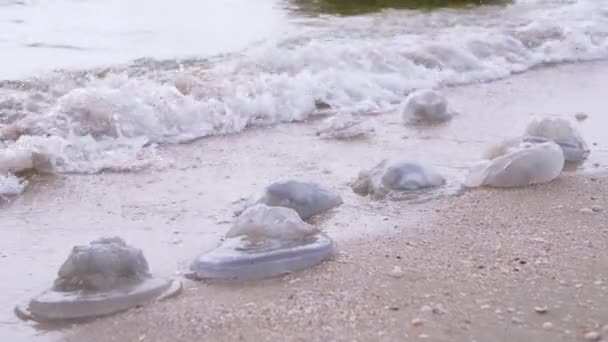 Muchas medusas lanzadas en una orilla arenosa durante una tormenta, lavadas por olas marinas. 4K — Vídeo de stock