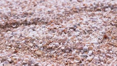 Deniz kıyısında bir sürü küçük renkli deniz kabuğu, plaja yakın çekim. Büyüt