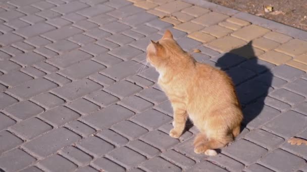 A Homeless Ginger Cat Sits on Paving Slabs, Basking in the Sun. Zoom. Close up — стокове відео