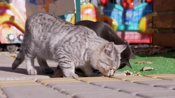Two Homeless Black and Tabby Cats are Walking in the Fresh Air, Looking for Food — Stock video