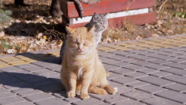 A Homeless Ginger Cat Sits on Paving Slabs, Basking in the Sunshine. 4K — Vídeos de Stock