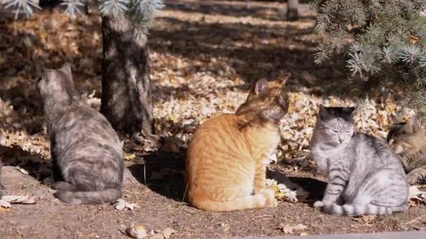 Τέσσερις άστεγες βαριεστημένες γάτες είναι ο Basking, που αναπαύονται στον ήλιο στη σκιά κάτω από ένα δέντρο — Αρχείο Βίντεο