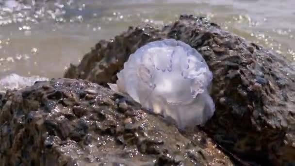 Pequeñas medusas lavadas por olas marinas. A cámara lenta. De cerca. — Vídeos de Stock