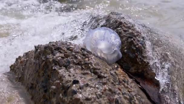 Pequenas medusas lavadas por ondas marítimas. Movimento Lento. Fechar — Vídeo de Stock