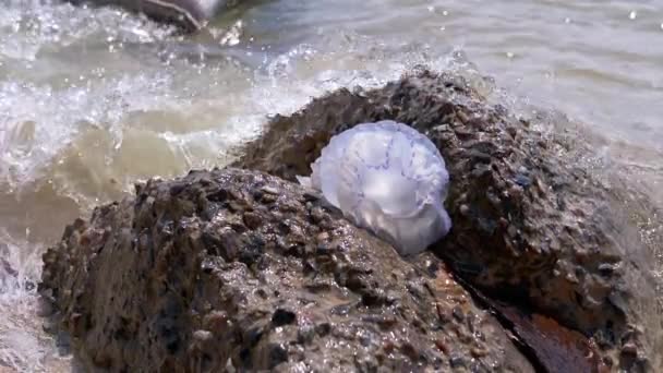 Petites méduses lavées par les vagues marines. Au ralenti. Gros plan — Video
