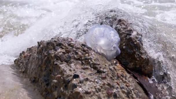 Small Jellyfish Washed by Sea Waves. Slow Motion. Close up — Vídeo de Stock