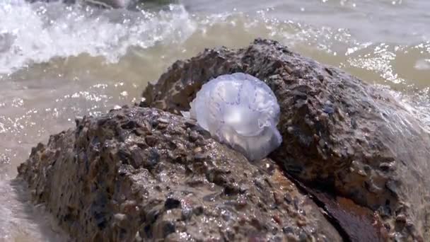 Pequenas medusas lavadas por ondas marítimas. Movimento Lento. Fechar — Vídeo de Stock