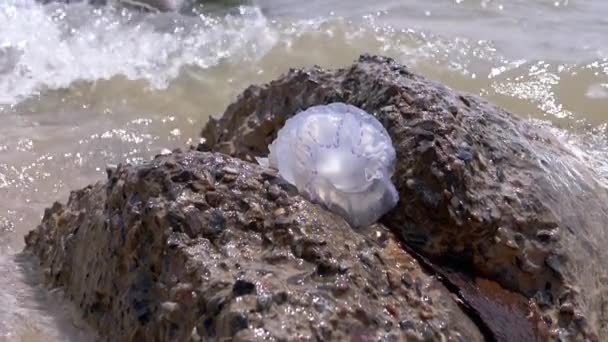 Petites méduses lavées par les vagues marines. Au ralenti. Gros plan — Video