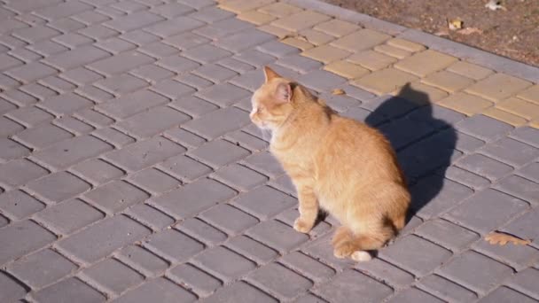 Безпритульний Джинджер співає на Paving Slabs, Basking in the Sun. Сторона зору. 4K — стокове відео