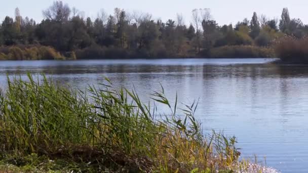 川の背景を背景に水による若い緑の葦の道。4K — ストック動画