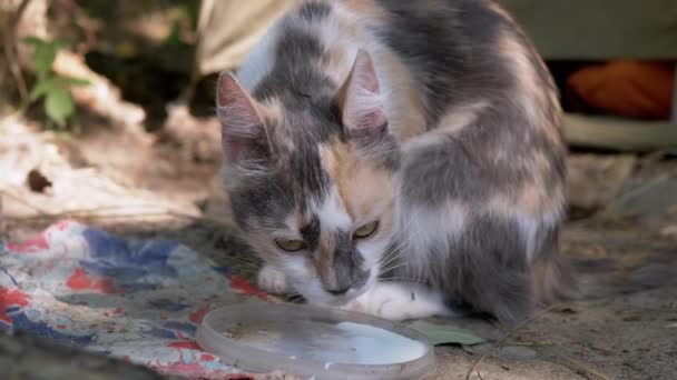 Gato hambriento sin hogar Tricolor bebe leche de la tapa del bosque. 4K. Movimiento lento — Vídeo de stock