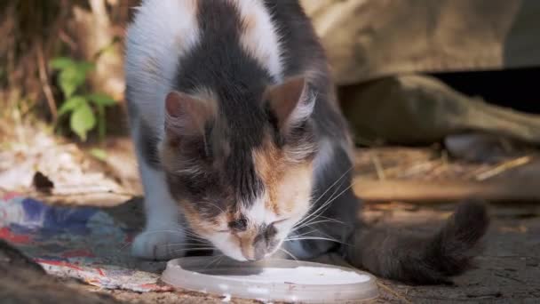 Безпритульний триколор Голодний кіт п'є молоко з Ліду на ліс. 4K. — стокове відео
