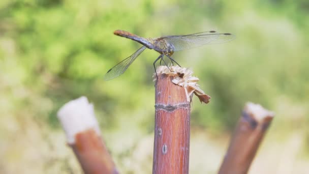 Το Yellow Dragonfly κάθεται σε ένα στεγνό υποκατάστημα, ξεκουράζεται με πτυσσόμενα φτερά. 4K. Κλείσε. — Αρχείο Βίντεο