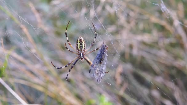 La araña avispa se sienta en una red con una mosca atrapada. 4K. De cerca. Movimiento lento — Vídeos de Stock