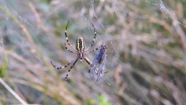 Wasp Spider Senta-se em uma teia com um pego uma mosca. 4K. Fecha. Movimento lento — Vídeo de Stock