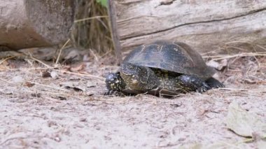 Avrupa Gölet Kaplumbağası Ormanda Kuru Kum Üzerinde Oturuyor. 4 bin. Kapat.