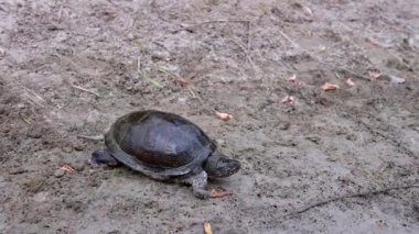 Avrupa Gölet Kaplumbağası yavaşça Kirli Kum 'dan nehre doğru sürünüyor. Kapat.