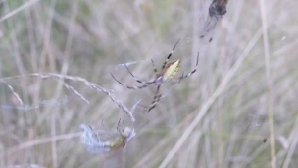 La araña avispa se sienta en una red con una libélula atrapada y una mosca. Acercar. Movimiento lento — Vídeo de stock