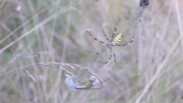 La araña avispa se sienta en una red con una libélula atrapada y una mosca. Acercar. Movimiento lento — Vídeos de Stock