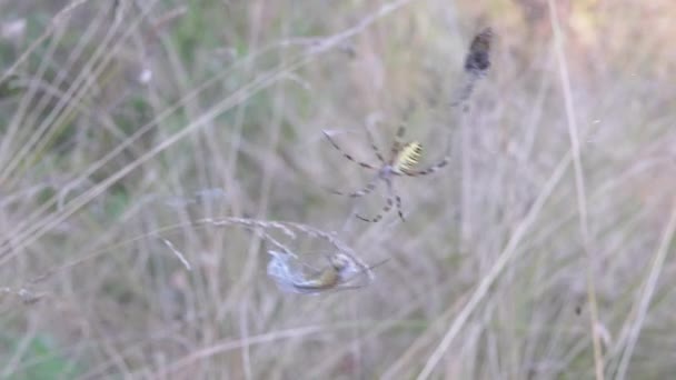 La araña avispa se sienta en una red con una libélula y una mosca atrapadas. En cámara lenta. De cerca. — Vídeos de Stock