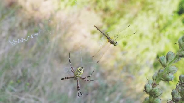 Wasp Spider zit in een web met een gevangen libel. 4K. Langzame beweging — Stockvideo