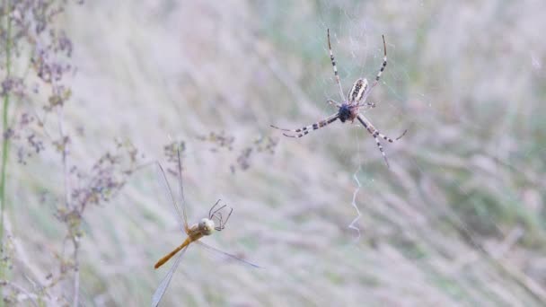 Spider Wasp Come em uma teia um besouro pego e libélula. 4K. Movimento lento — Vídeo de Stock