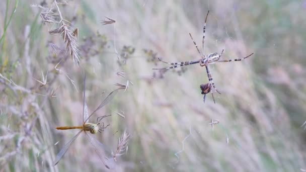 Wasp Spider Argiope Bruennichi带着一只捕获的蜻蜓坐在网上。4K — 图库视频影像