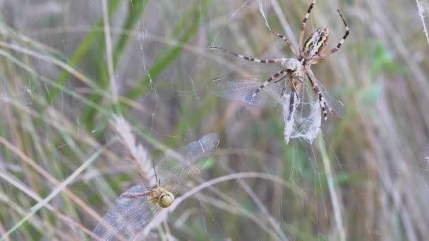 La avispa araña hambrienta come en una red una libélula atrapada en un capullo. Acercar. De cerca. — Vídeo de stock