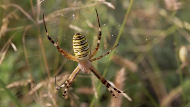 Wasp Spider sedí v síti a čeká na kořist. Zoom. Zavřít. Zpomalený pohyb — Stock video