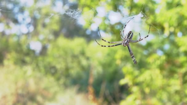 Wasp Spider Sits in a Web waiting for Prey 。4K 。靠近点慢动作 — 图库视频影像