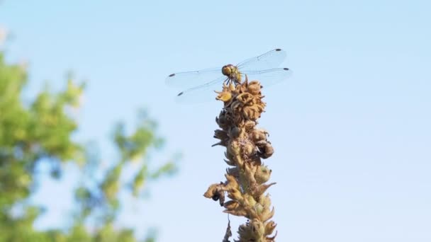 Libélula amarilla se sienta en una flor seca, se balancea en el viento en el bosque verde. 4K — Vídeo de stock