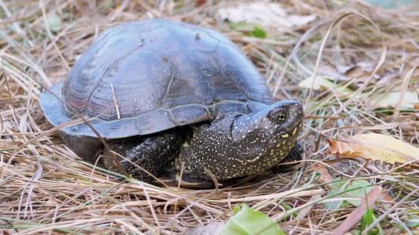 Ευρωπαϊκή Pond Turtle κάθεται σε ξηρό γρασίδι στο φυλλοβόλο δάσος. Ζούμ. Κλείσε. — Αρχείο Βίντεο