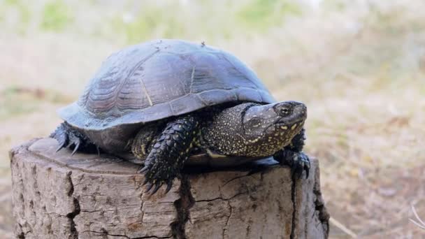 European Pond Turtle zit op een boomstronk in Forest. 4K. Sluiten. — Stockvideo