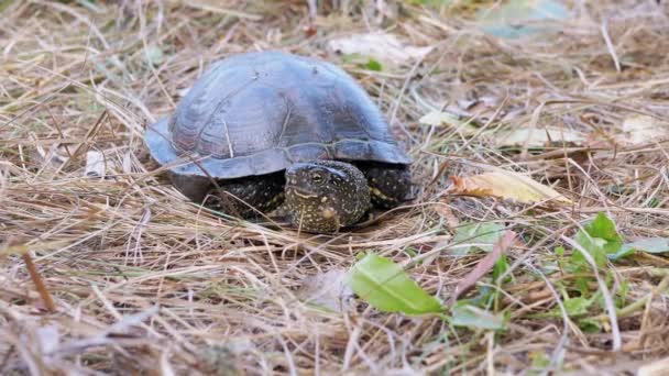 Żółw europejski siedzi w suchej trawie w lesie liściastym. 4K. Zamknij się.. — Wideo stockowe