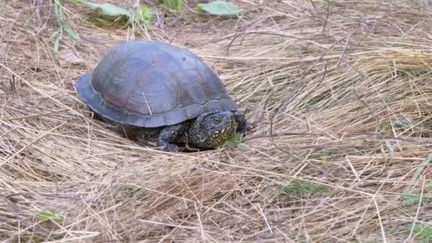 La tortuga de estanque europea se sienta en la hierba seca en el bosque caducifolio. 4K. De cerca.. — Vídeo de stock