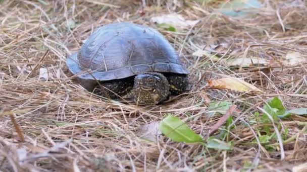 Avrupa Gölet Kaplumbağası Yapay Orman 'da Kuru Çayırda Oturuyor. 4 bin. Kapat.. — Stok video