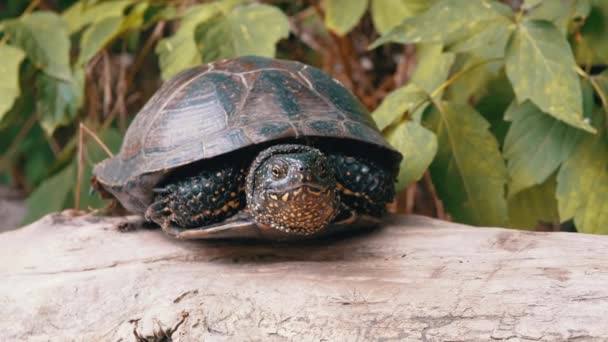 Европейская черепаха-пруд сидит на сухом бревно в Лиственном лесу. 4К. Закрыть — стоковое видео