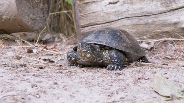 Europejski Żółw Stawowy powoli czołga się wzdłuż Brudnego Piasku w Lesie. 4K. Zamknij się. — Wideo stockowe