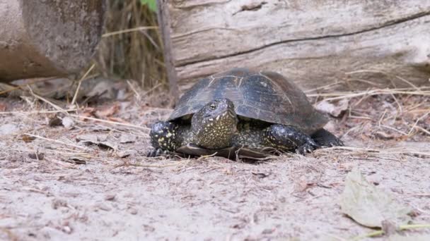 Europejski Żółw Stawowy powoli czołga się wzdłuż Brudnego Piasku w Lesie. 4K. Zamknij się. — Wideo stockowe