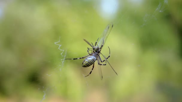 Hungry Wasp Spider Eats in a Web a Caught Dragonfly. Fecha. Movimento lento — Vídeo de Stock